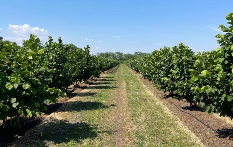 Cultivation of Italian varieties of nuts 2